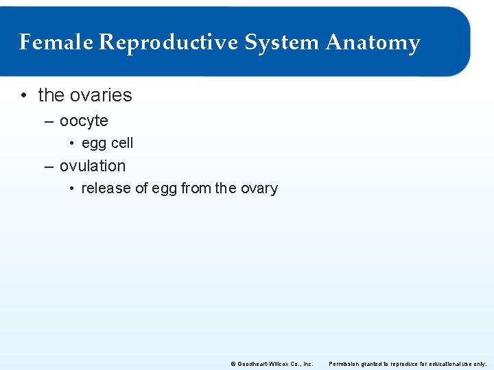 Female Reproductive System Anatomy • the ovaries – oocyte • egg cell – ovulation