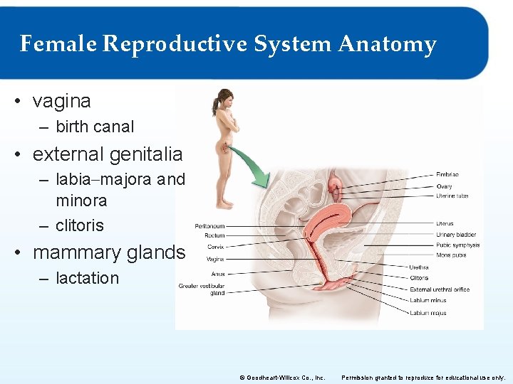 Female Reproductive System Anatomy • vagina – birth canal • external genitalia – labia–majora