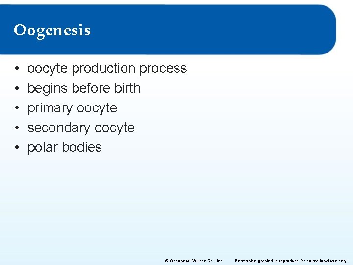 Oogenesis • • • oocyte production process begins before birth primary oocyte secondary oocyte