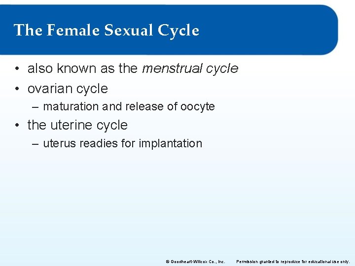 The Female Sexual Cycle • also known as the menstrual cycle • ovarian cycle