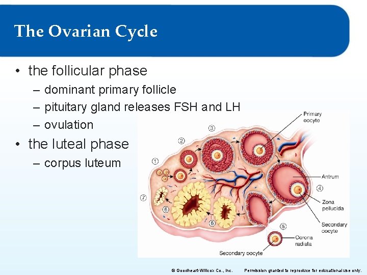 The Ovarian Cycle • the follicular phase – dominant primary follicle – pituitary gland