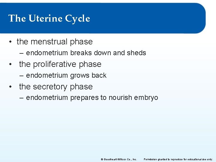 The Uterine Cycle • the menstrual phase – endometrium breaks down and sheds •