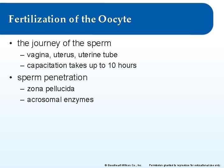 Fertilization of the Oocyte • the journey of the sperm – vagina, uterus, uterine