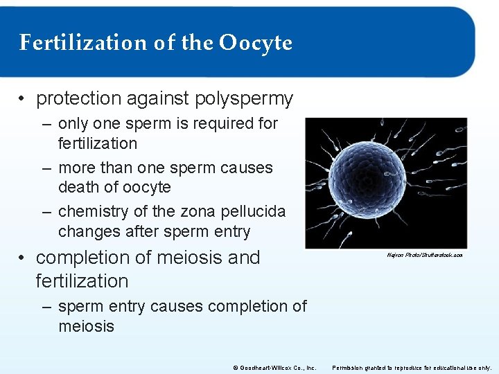 Fertilization of the Oocyte • protection against polyspermy – only one sperm is required