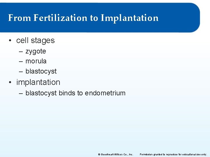 From Fertilization to Implantation • cell stages – zygote – morula – blastocyst •