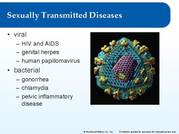 Sexually Transmitted Diseases • viral – HIV and AIDS – genital herpes – human