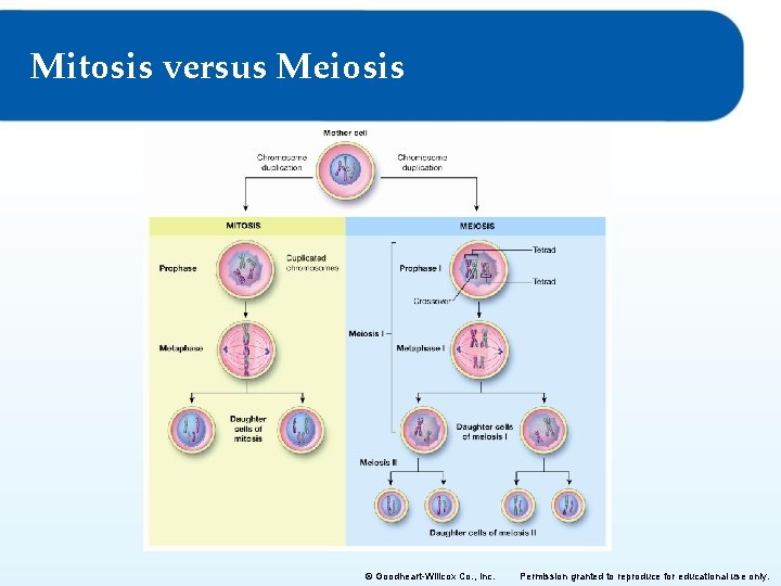 Mitosis versus Meiosis © Goodheart-Willcox Co. , Inc. Permission granted to reproduce for educational