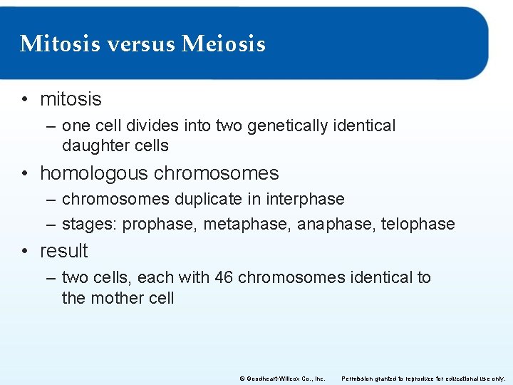 Mitosis versus Meiosis • mitosis – one cell divides into two genetically identical daughter