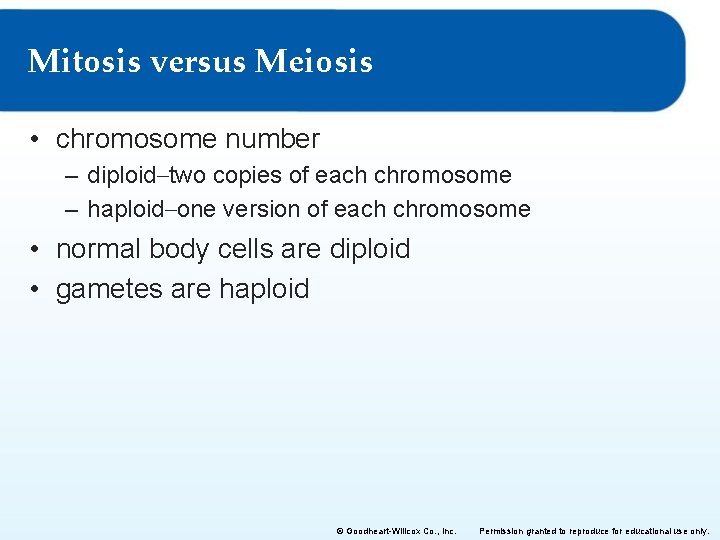 Mitosis versus Meiosis • chromosome number – diploid–two copies of each chromosome – haploid–one