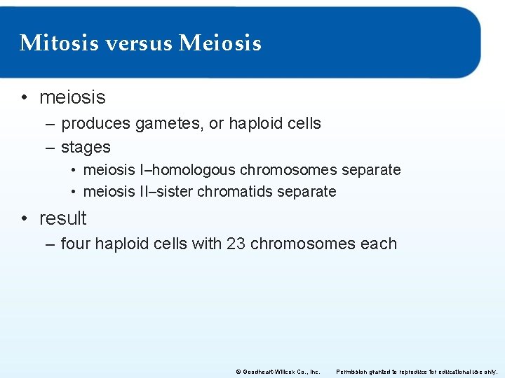 Mitosis versus Meiosis • meiosis – produces gametes, or haploid cells – stages •