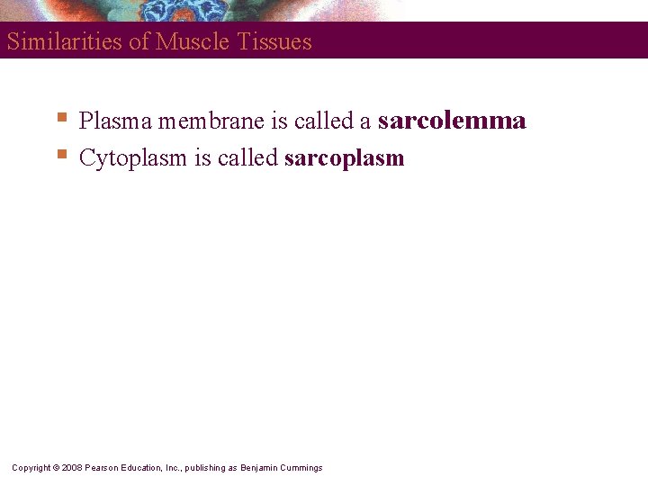 Similarities of Muscle Tissues § § Plasma membrane is called a sarcolemma Cytoplasm is