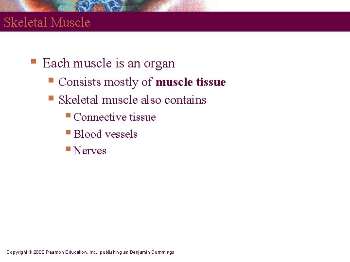 Skeletal Muscle § Each muscle is an organ § Consists mostly of muscle tissue