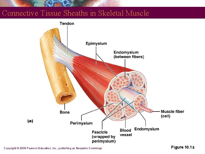 Connective Tissue Sheaths in Skeletal Muscle Copyright © 2008 Pearson Education, Inc. , publishing