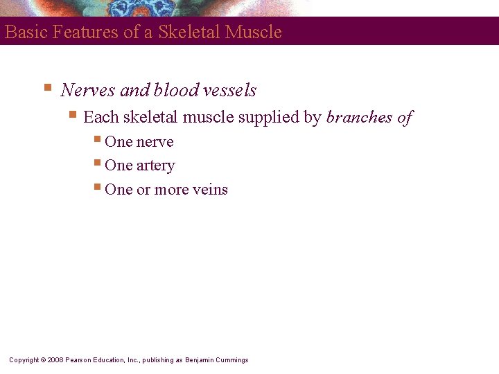 Basic Features of a Skeletal Muscle § Nerves and blood vessels § Each skeletal