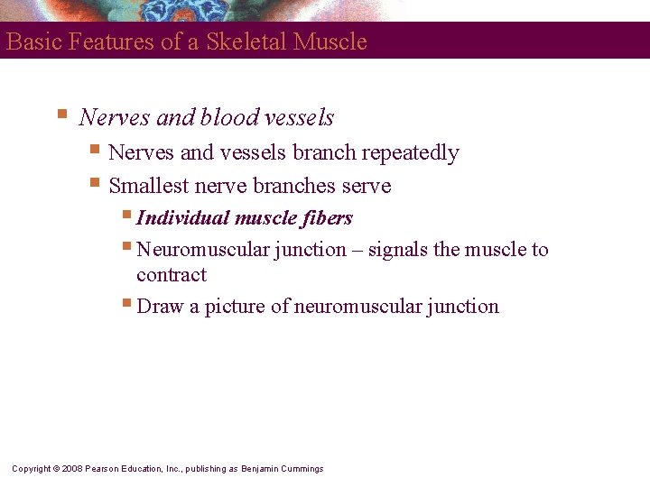 Basic Features of a Skeletal Muscle § Nerves and blood vessels § Nerves and