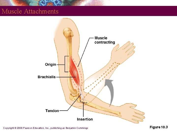 Muscle Attachments Copyright © 2008 Pearson Education, Inc. , publishing as Benjamin Cummings Figure