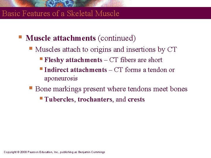 Basic Features of a Skeletal Muscle § Muscle attachments (continued) § Muscles attach to