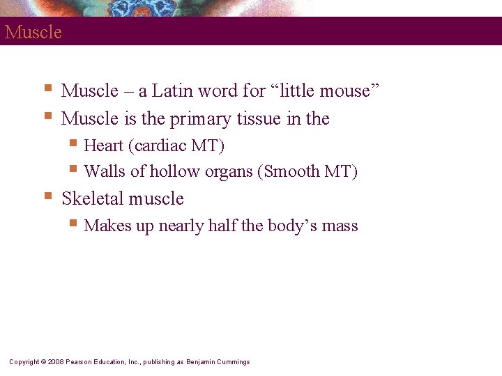 Muscle § § Muscle – a Latin word for “little mouse” Muscle is the