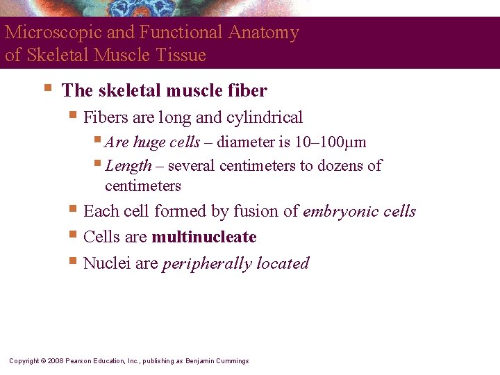 Microscopic and Functional Anatomy of Skeletal Muscle Tissue § The skeletal muscle fiber §