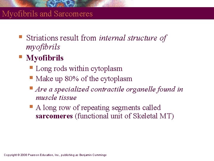 Myofibrils and Sarcomeres § § Striations result from internal structure of myofibrils Myofibrils §