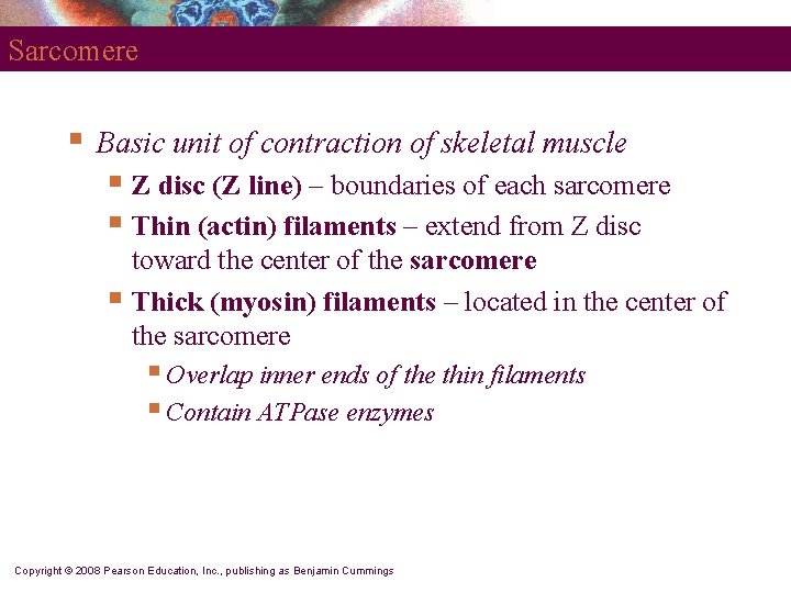 Sarcomere § Basic unit of contraction of skeletal muscle § Z disc (Z line)