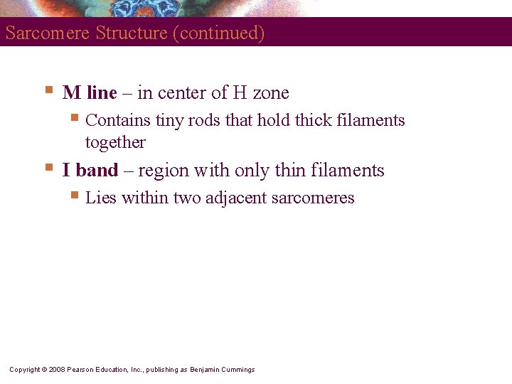 Sarcomere Structure (continued) § M line – in center of H zone § Contains
