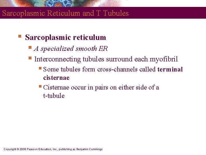 Sarcoplasmic Reticulum and T Tubules § Sarcoplasmic reticulum § A specialized smooth ER §