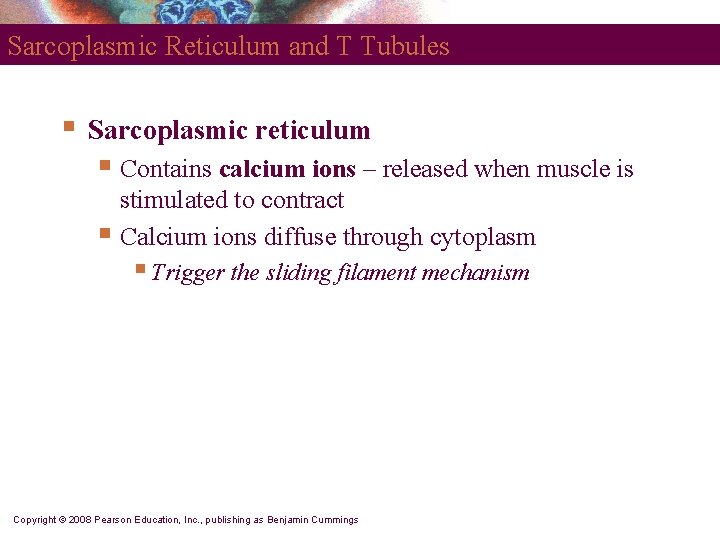 Sarcoplasmic Reticulum and T Tubules § Sarcoplasmic reticulum § Contains calcium ions – released