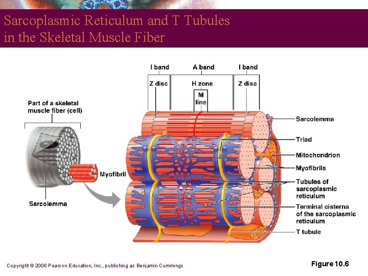 Sarcoplasmic Reticulum and T Tubules in the Skeletal Muscle Fiber Copyright © 2008 Pearson