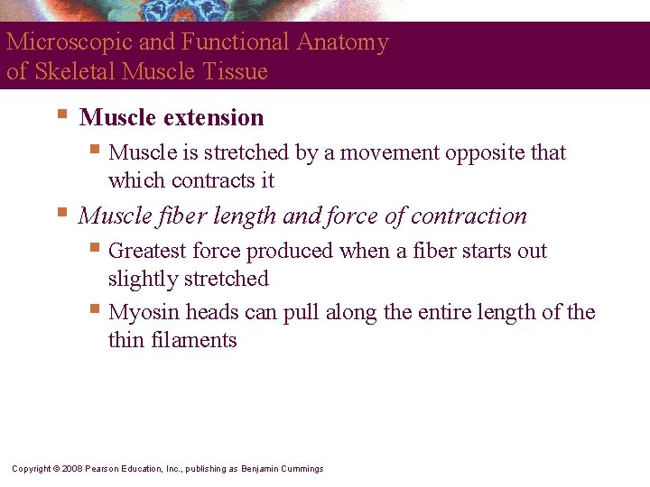 Microscopic and Functional Anatomy of Skeletal Muscle Tissue § Muscle extension § Muscle is