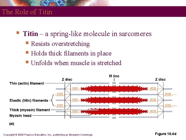 The Role of Titin § Titin – a spring-like molecule in sarcomeres § Resists