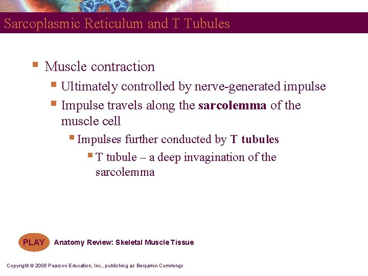 Sarcoplasmic Reticulum and T Tubules § Muscle contraction § Ultimately controlled by nerve-generated impulse