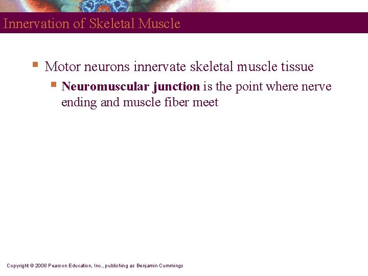 Innervation of Skeletal Muscle § Motor neurons innervate skeletal muscle tissue § Neuromuscular junction