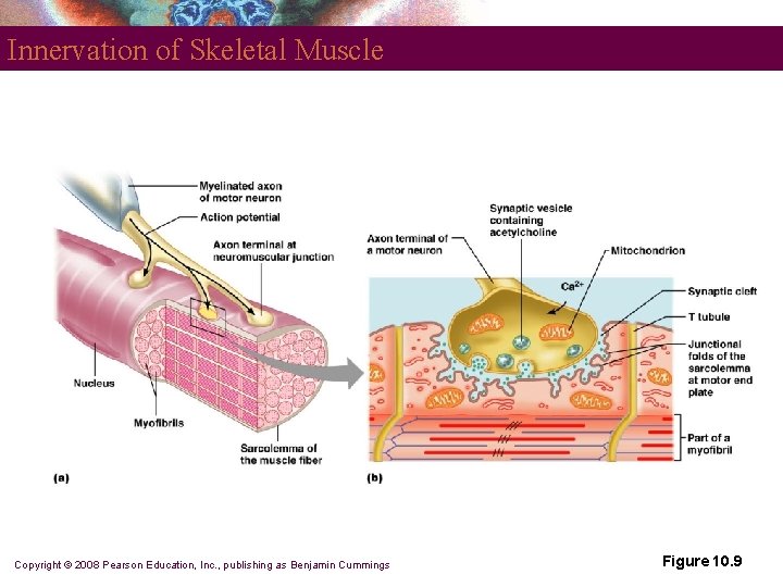 Innervation of Skeletal Muscle Copyright © 2008 Pearson Education, Inc. , publishing as Benjamin