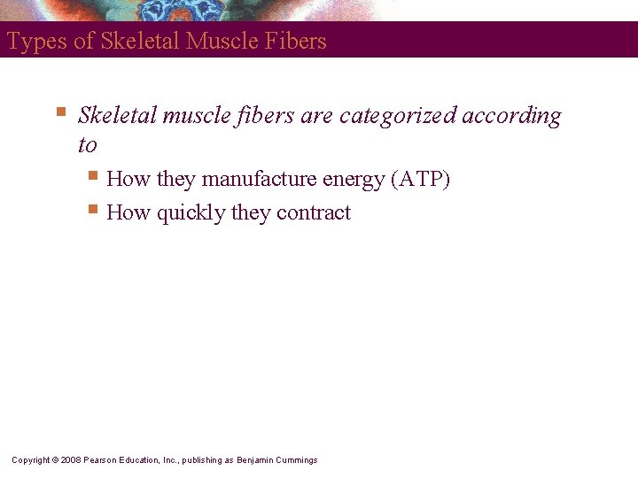 Types of Skeletal Muscle Fibers § Skeletal muscle fibers are categorized according to § Types of Skeletal Muscle Fibers § Skeletal muscle fibers are categorized according to §