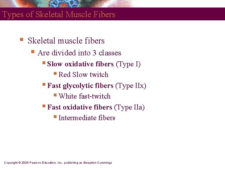 Types of Skeletal Muscle Fibers § Skeletal muscle fibers § Are divided into 3