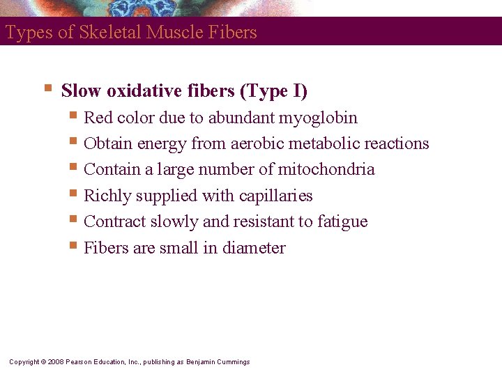 Types of Skeletal Muscle Fibers § Slow oxidative fibers (Type I) § Red color