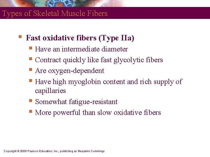 Types of Skeletal Muscle Fibers § Fast oxidative fibers (Type IIa) § Have an