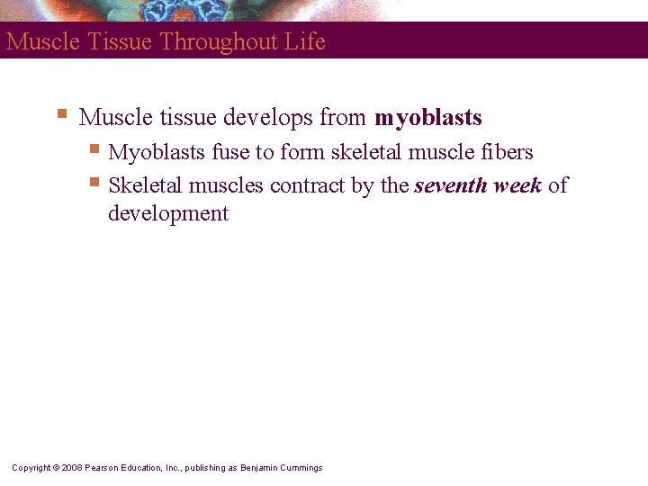 Muscle Tissue Throughout Life § Muscle tissue develops from myoblasts § Myoblasts fuse to