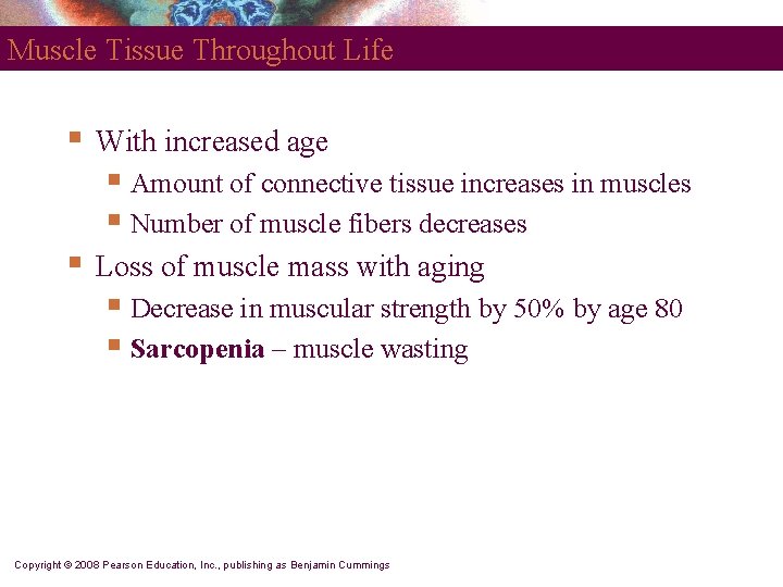 Muscle Tissue Throughout Life § With increased age § Amount of connective tissue increases