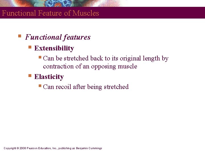 Functional Feature of Muscles § Functional features § Extensibility § Can be stretched back