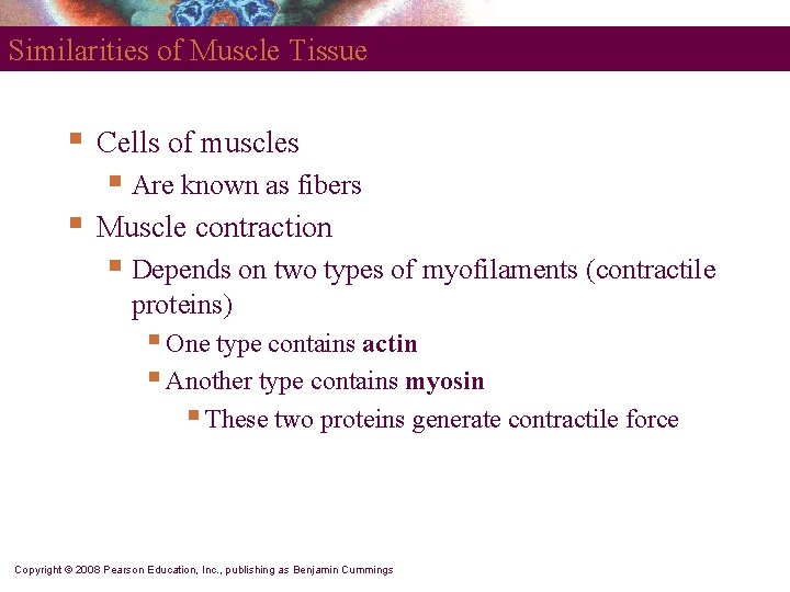 Similarities of Muscle Tissue § Cells of muscles § Are known as fibers §