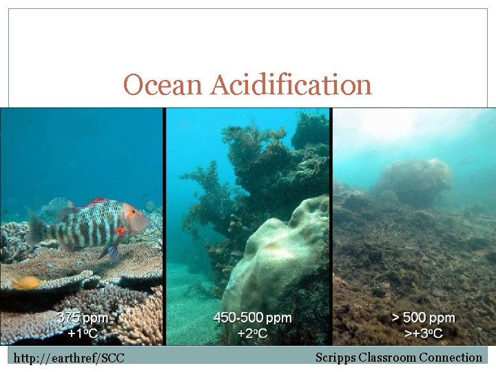 Ocean Acidification http: //earthref/SCC Scripps Classroom Connection 