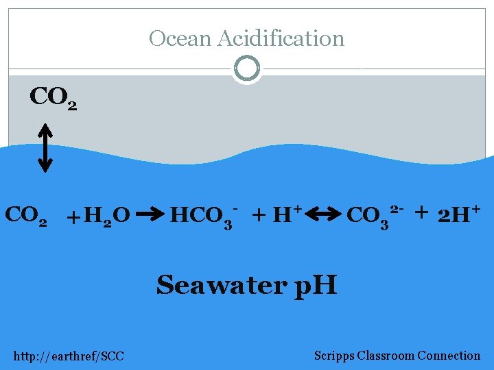 Ocean Acidification CO 2 +H 2 O HCO 3 - + H+ CO 3