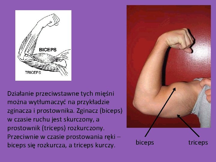 Działanie przeciwstawne tych mięśni można wytłumaczyć na przykładzie zginacza i prostownika. Zginacz (biceps) w