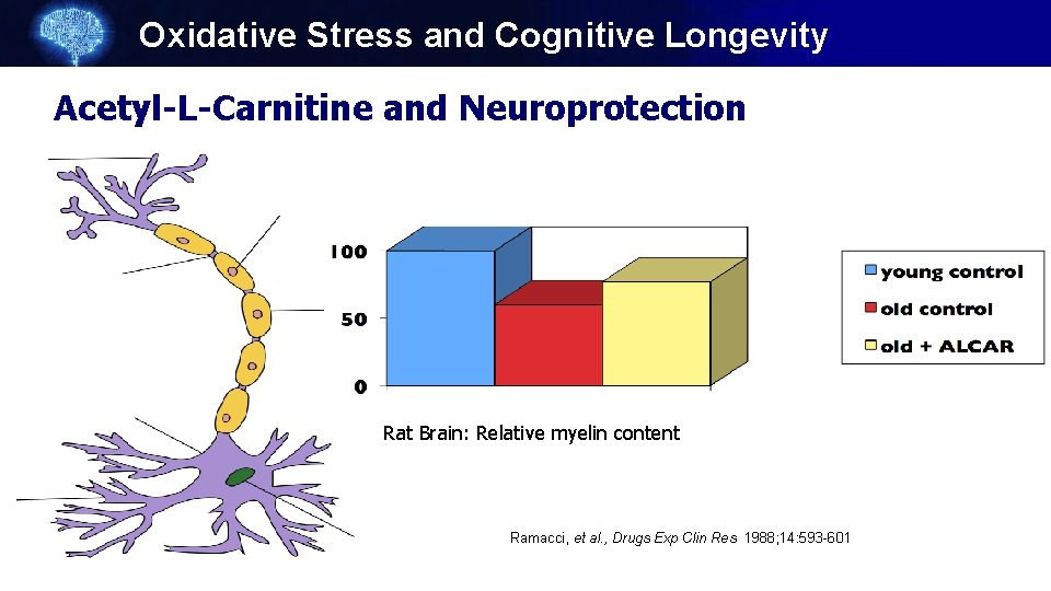 Oxidative Stress and Cognitive Longevity Acetyl-L-Carnitine and Neuroprotection Rat Brain: Relative myelin content Ramacci,