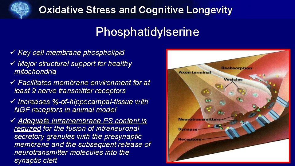 Oxidative Stress and Cognitive Longevity Phosphatidylserine ü Key cell membrane phospholipid ü Major structural
