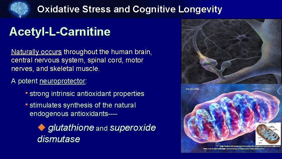 Oxidative Stress and Cognitive Longevity Acetyl-L-Carnitine Naturally occurs throughout the human brain, central nervous