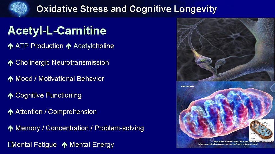 Oxidative Stress and Cognitive Longevity Acetyl-L-Carnitine ATP Production Acetylcholine Cholinergic Neurotransmission Mood / Motivational