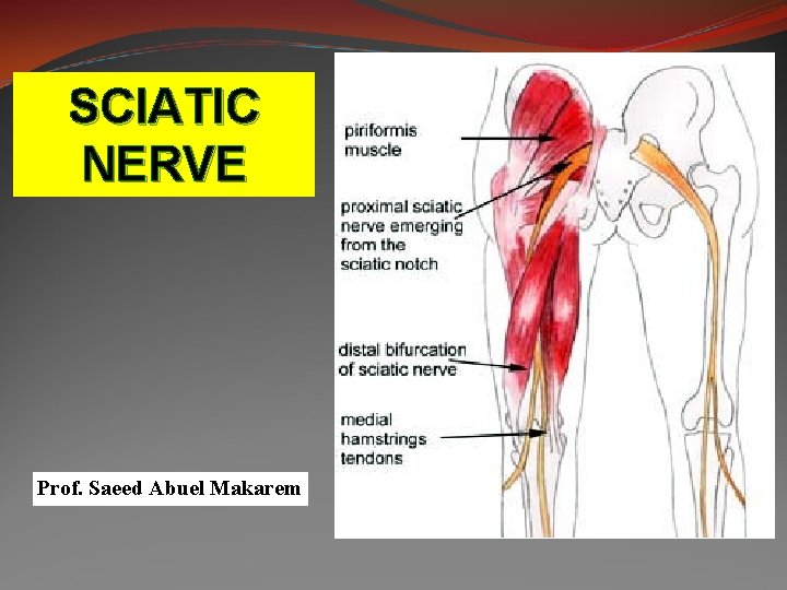 SCIATIC NERVE Prof. Saeed Abuel Makarem 